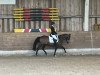 dressage horse Phelia 4 (German Riding Pony, 2009, from Pilatus)