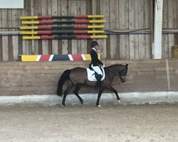 dressage horse Phelia 4 (German Riding Pony, 2009, from Pilatus)