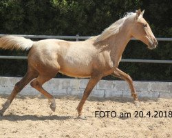 horse Diviña de Finca Barroco (Lusitano,  )