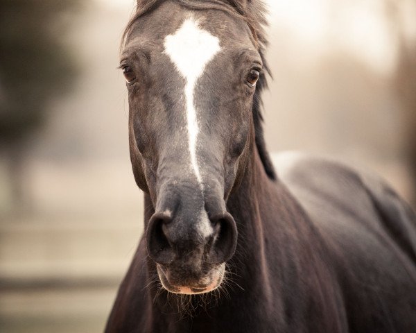 broodmare Rocella (Hanoverian, 2000, from Rotspon)