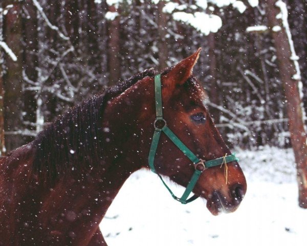 broodmare Zilia (KWPN (Royal Dutch Sporthorse), 2004, from Jazz)