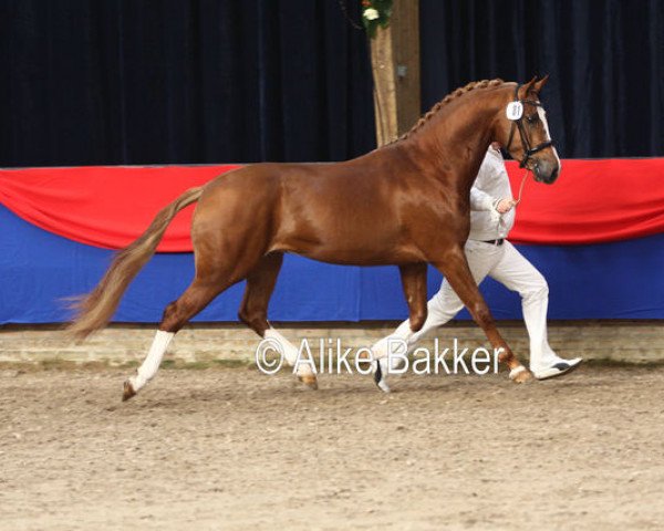 horse Bolheim's Simon (Nederlands Welsh Ridepony, 2007, from Boomer)
