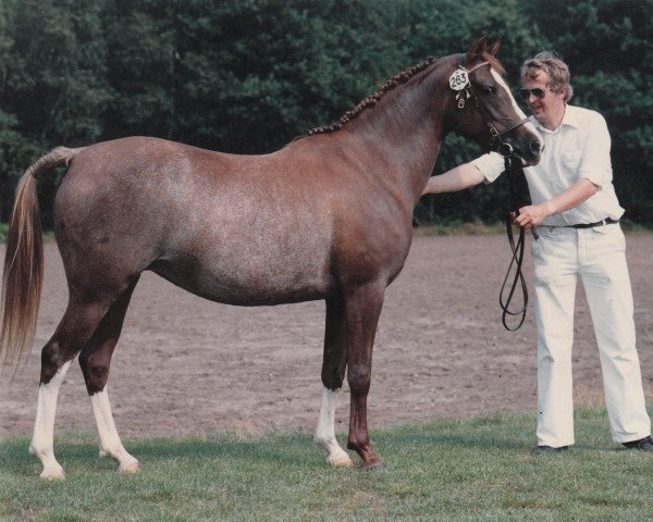 Zuchtstute Bolheim's Cindy (Nederlands Welsh Ridepony,  , von Flora's Hof Minstrel)