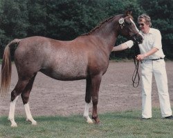 Zuchtstute Bolheim's Cindy (Nederlands Welsh Ridepony,  , von Flora's Hof Minstrel)