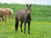 Springpferd Dinara (Deutsches Reitpony, 2008, von Don Diabolo NRW)