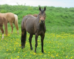 jumper Dinara (German Riding Pony, 2008, from Don Diabolo NRW)