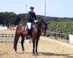 dressage horse Ferdinand 308 (Westphalian, 2013, from For Romance I)