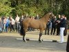 Deckhengst Cool Green RH (Deutsches Reitpony, 2015, von Cullerauge MSH)