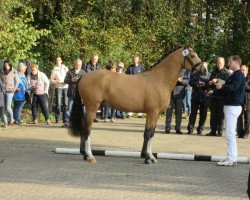 Deckhengst Cool Green RH (Deutsches Reitpony, 2015, von Cullerauge MSH)