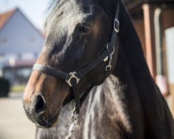 broodmare Walküre (Oldenburg, 2010, from Rosengold)