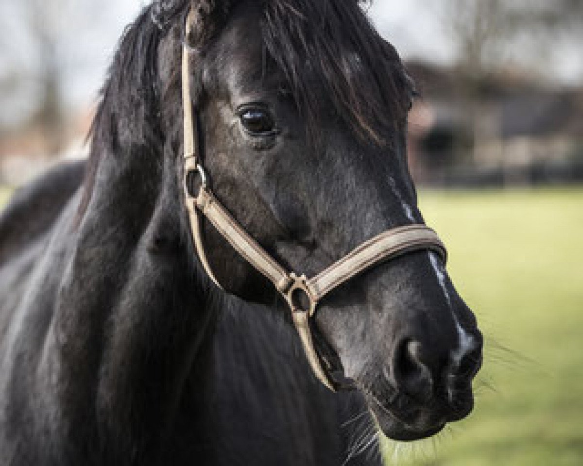 broodmare Samba Soleil (Oldenburg, 2010, from Sandro Hit)