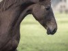 broodmare Qualify (Hanoverian, 2011, from Quaterback)