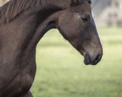 broodmare Qualify (Hanoverian, 2011, from Quaterback)