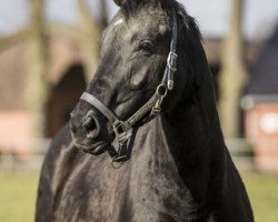 broodmare Delicia (Hanoverian, 2009, from Don Crusador)