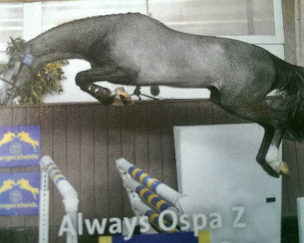 stallion Always Ospa Z (Zangersheide riding horse, 2014, from Asca Z)