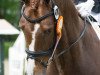 dressage horse Dunkel Gold (Oldenburg, 2014, from Diamo Gold)