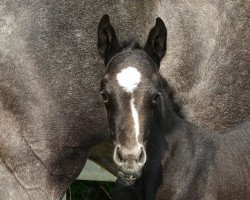 Zuchtstute nieuwe fleure (KWPN (Niederländisches Warmblut), 2018, von Always Ospa Z)