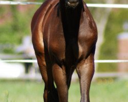 Springpferd noordbos (KWPN (Niederländisches Warmblut),  , von Insider VDL)