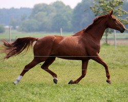 broodmare Spirella KW (Oldenburg show jumper, 2011, from Quattro B)