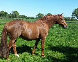 Pferd Spiel Queen (Oldenburger, 2004, von Lovis Corinth)