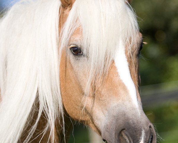 Dressurpferd Novell (Haflinger, 1999)