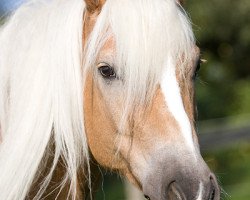 dressage horse Novell (Haflinger, 1999)