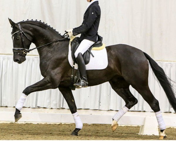 dressage horse Dark Prince (Hanoverian, 2012, from Don Index)