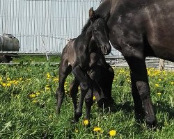 Zuchtstute Oh' Lala (Deutsches Sportpferd, 2018, von Origi D'o)