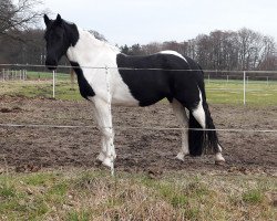 horse Comtesse de Couleurs (Pinto, 2013)