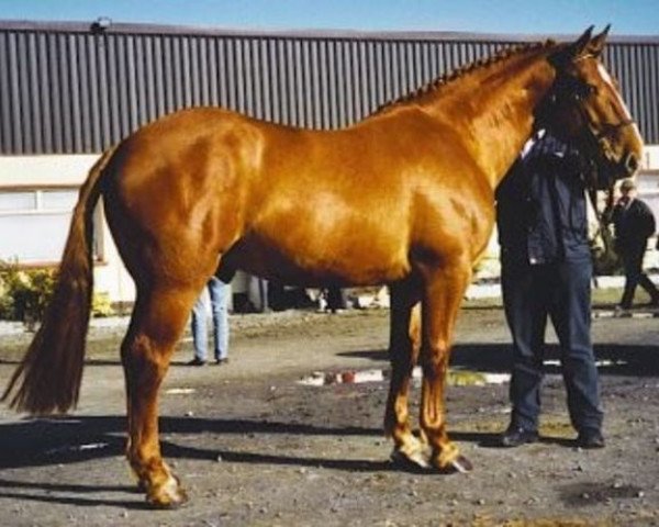 Deckhengst Skippy Diamond Clover (Irish Sport Horse, 1998, von Diamond Clover)