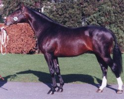 stallion Lester Lad xx (Thoroughbred, 1993, from Reprimand xx)