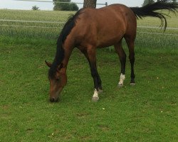 broodmare Onawa (German Sport Horse, 2016, from Comerade)