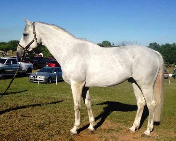 Deckhengst Flagmount's Freedom (Irish Sport Horse, 1997, von Flagmount King)