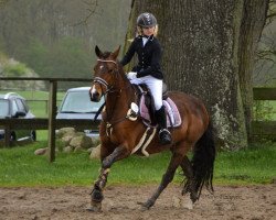 dressage horse Bella 814 (German Riding Pony, 2004, from Lord)