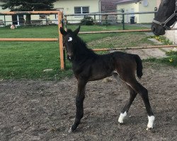 jumper Cristallico (Hanoverian, 2018, from Cristallo I)