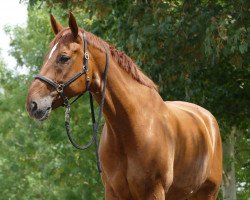 dressage horse Der Drops (Hanoverian, 2008, from Don Henrico)