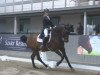 dressage horse Raikano's Son (Rhinelander, 2005, from Raikano)