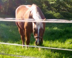 horse Samson (South German draft horse, 2010, from Schachen)