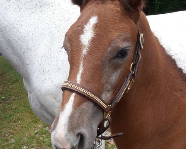 broodmare Laola U (German Sport Horse, 2018, from Caroly)