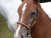 broodmare Laola U (German Sport Horse, 2018, from Caroly)