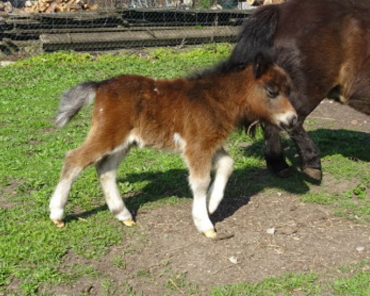 broodmare Hormine von Repgow (Shetland pony (under 87 cm), 2018, from Meechlands Dragon Fly)