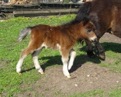 Pferd Hormine von Repgow (Shetland Pony (unter 87 cm), 2018, von Meechlands Dragon Fly)