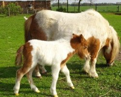 horse Hocaponta von Repgow (Shetland pony (under 87 cm), 2018, from Meechlands Dragon Fly)