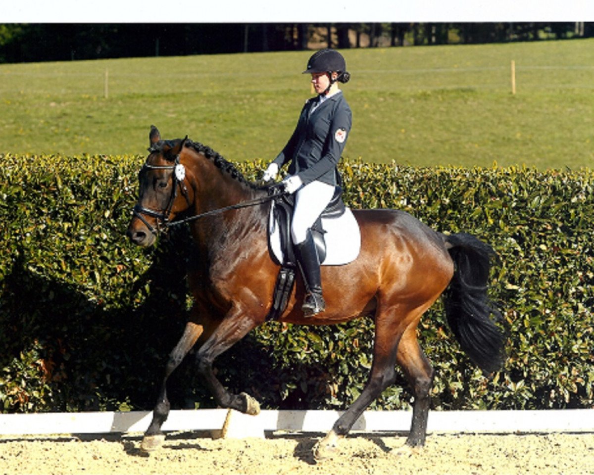 dressage horse Für Immer Findus (Rhinelander, 2010, from Fürst Romancier)