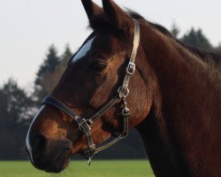 broodmare Shesi (Thuringia, 2001, from Ruiz Soler)