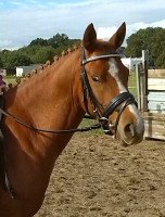 dressage horse Lenny 87 (German Riding Pony, 2011, from Losander)