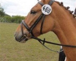 dressage horse Nane (German Riding Pony, 2012, from Garfield)