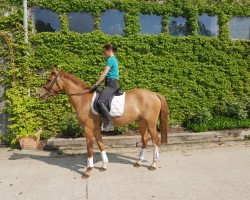 horse Gismo (German Riding Pony, 2014, from Garfield)