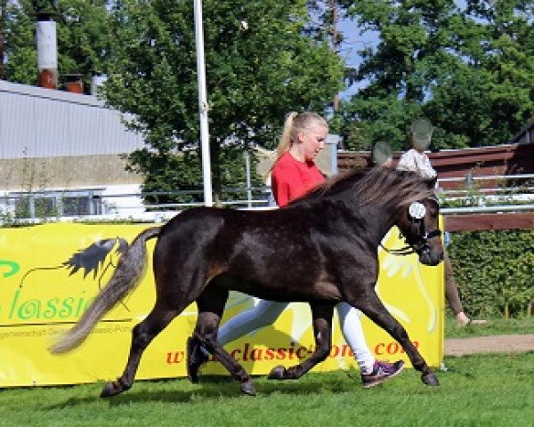 Deckhengst Jay MK (Deutsches Classic Pony, 2014, von East-Dikes Joker)