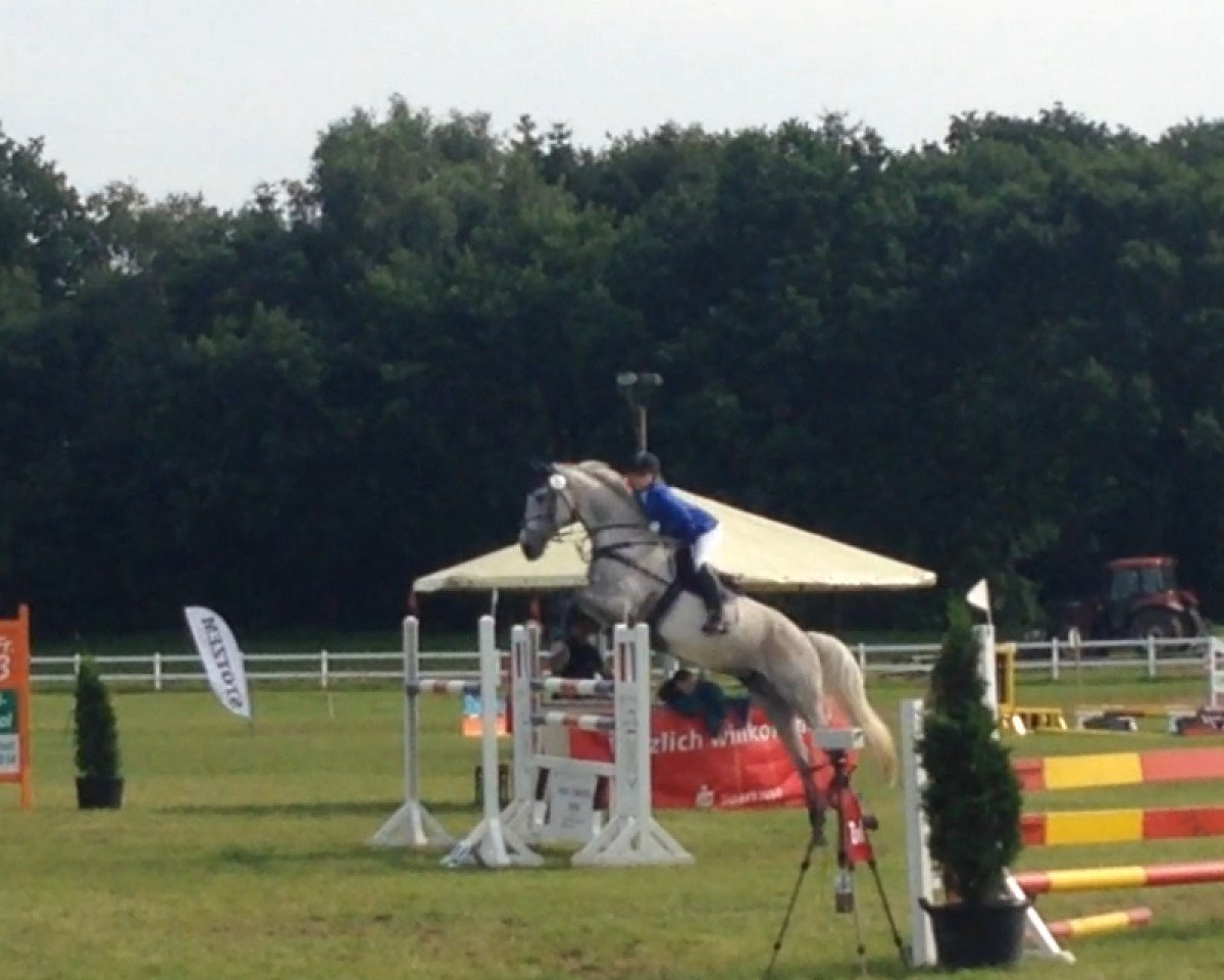 jumper Colmax (Holsteiner, 2004, from Colman)